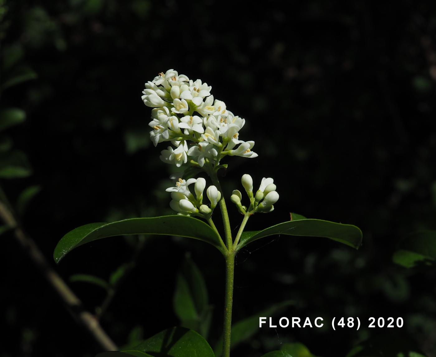 Privet flower